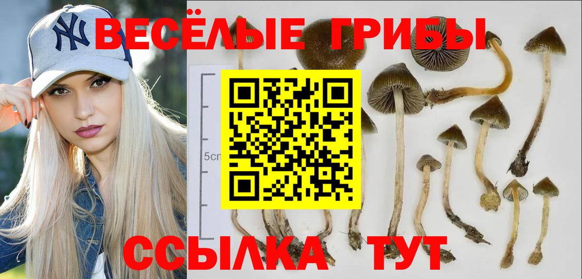 Псилоцибиновые грибы Psilocybe Котовск